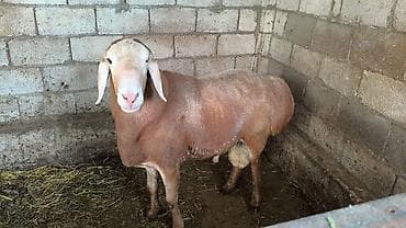 продам курей: Продаю | Баран (самец) | Для разведения | Племенные — 2