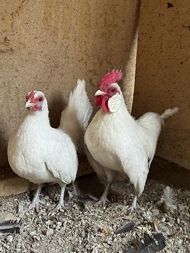 Продаю | Петух, Куры