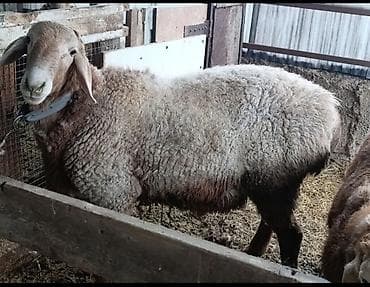 немецкая овчарка каракол: Продаю | Баран (самец) | Арашан | Для разведения | Осеменитель — 3