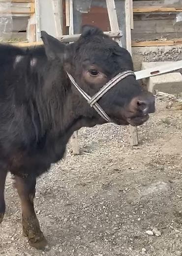 Продаю | Тёлка | На откорм | Привязанные