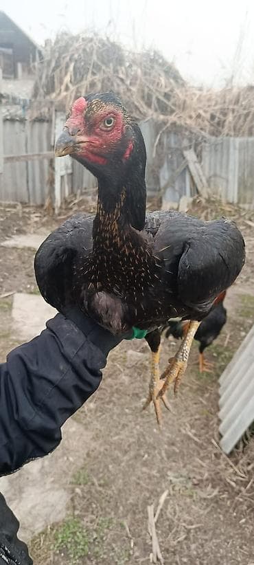 сом рыба: Дакановские.кореец.бойцовские.породистые.для.потомка.в.наличие.20-25.ш — 4