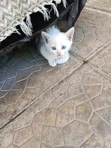 котенок бишкек: Котята в добрые руки.1,5 месяца.Кушают сами.К лотку приучены — 3