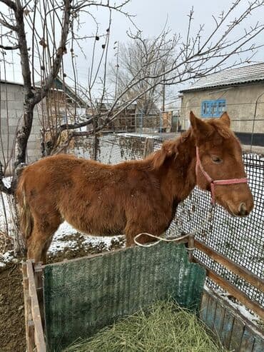 собака девочка: Продаю | Жеребенок — 1