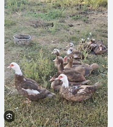 Продаю индоуток 20 шт