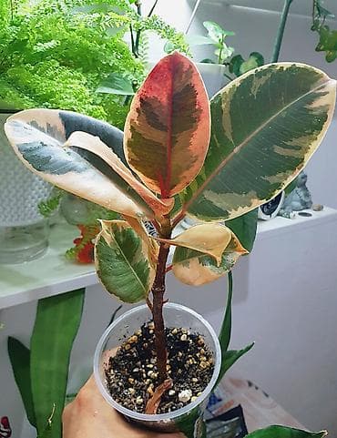 В продаже фикус Белиз - 200 с, сукуленты - 150 с. 
г. Кара-Балта