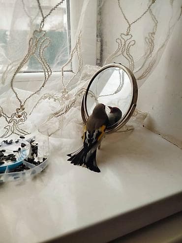 фазан золотой: Щегол (карточка для иллюстрации/декора) - Яркое оперение: красная — 2