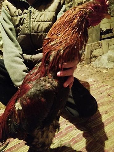 Башка жаныбарлар: Сатам | Короздор | Көбөйтүү үчүн — 1