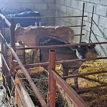 Башка жаныбарлар: Сатам | Музоо | Швиц | Көбөйтүү үчүн, Сүт алуу үчүн | Асыл тукумдуу, Жасалма уруктандырылган — 2