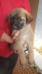 собака питбуль: 1 месяц, Самец, С прививкой — 10