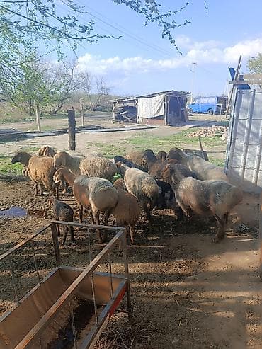 корова щвиц: Продаю | Овца (самка) | Для разведения | Матка — 3