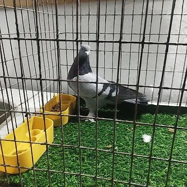 Продаю домашних игровых голубей, сизый самец с игрой, пепельный самец at lalafo.kg Продаю домашних игровых голубей, сизый самец с игрой, пепельный самец