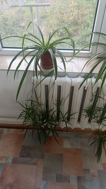 растения для аквариума: Хлорофитум вариегатный в горшке. - Комнатное растение с длинными — 3