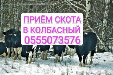 продажа быков: Куплю | Коровы, быки, Лошади, кони, Другие с/х животные | Забитый, Круглосуточно, Любое состояние — 1