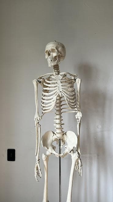 скелет: Анатомический скелет человека в полный рост на напольной стойке - — 1