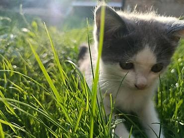 Мышыктар: 🐱 Отдаем котят в добрые руки 🐱 Ищем любящих и ответственных хозяев — 9