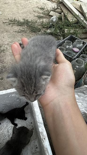 Животные: Милые серые котята ищут дом🐾 Окрас разный: серый дымчатый — 1