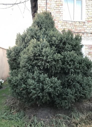 сейф бу бишкек: Пушистая хвойная ель/сосна декоративная для двора и сада. - Формирует — 1