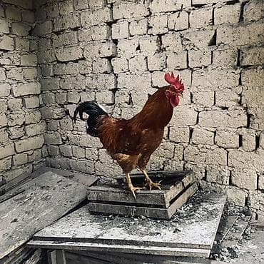 Продаю | Петух | Для разведения