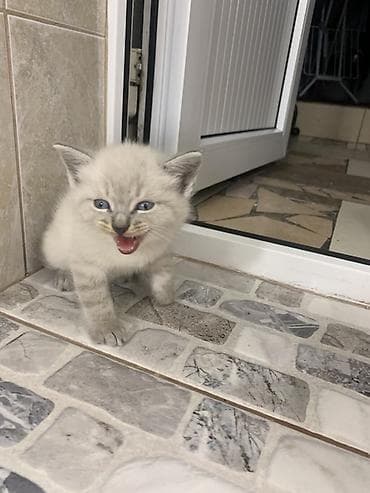 кошки шотландские: Продаю котят Скотти- страйк с голубыми глазами и дымчатыми — 6