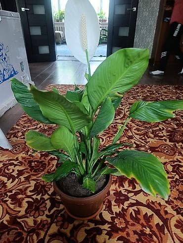 сансевиерия бишкек: Комнатные растения в горшках: 1) Сансевиерия (Sansevieria — 7