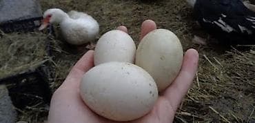 Утиные яйца(ИНДОУТКИ)
Инкубационные