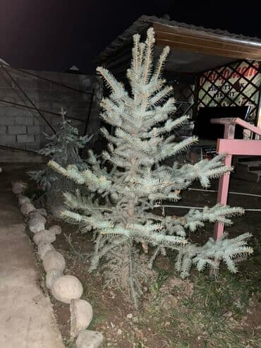 Удобрения и садовая химия: Саженцы деревьев: Ели — 4