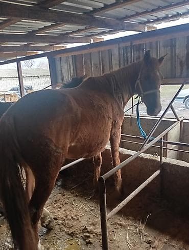 борзая собака цена: Продаю | Кобыла (самка) | Рабочий — 2