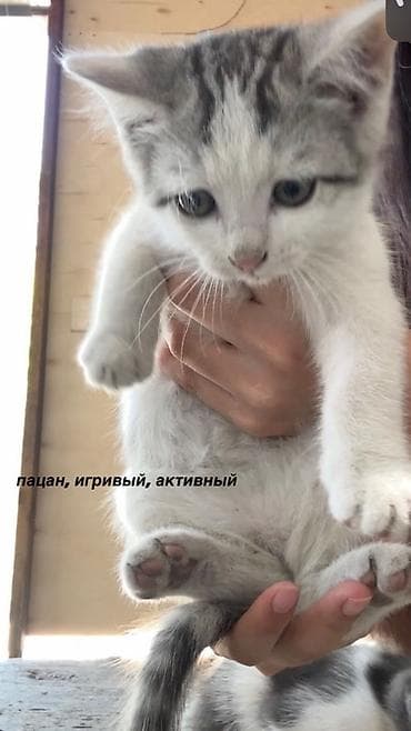 као мани: Кошка даром: Британская короткошёрстная, 2 месяца, Мальчик, Метис, Приучена к лотку — 1