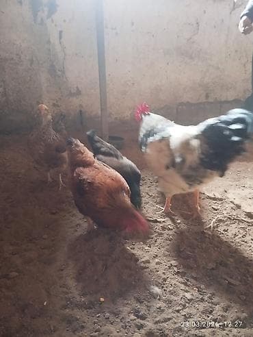птицы куры: Продаю | Куры, Петух | Домашняя | Для разведения — 1
