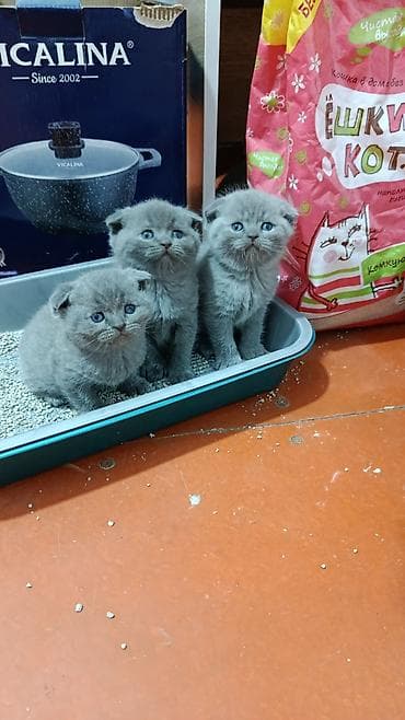 Шотландские вислоухие котята, окрас голубой (blue). На фото — трое