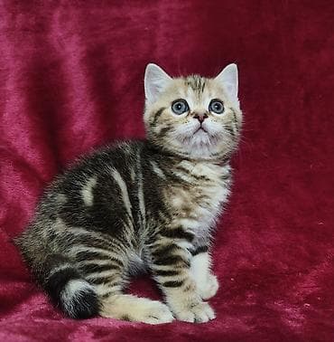 Питомник шотландских кошек предлагает к предварительному резерву