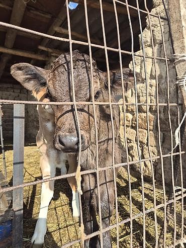 телята 3 месяца: Продаю | Музоо, торпок | На откорм | Искусственник — 6