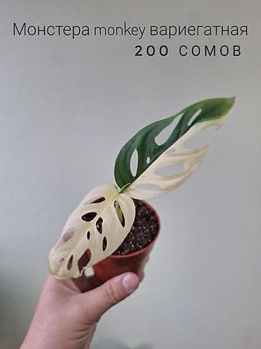 милионник: 🌿 Комнатные растения/цветы (детки/молодые растения). 🪴 Названия и цены — 7