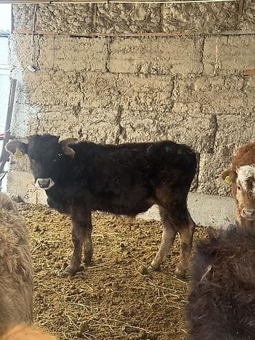 6 месяцев: Продаю | Бык (самец) | Алатауская | Для разведения | Привязанные — 7