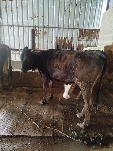 силос в брекетах: Продаю | Бык (самец) | Швицкая, Симментальская | Для разведения — 5