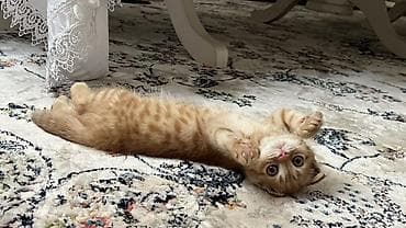 кошка манас: Рыжий шотландский вислоухий котёнок - Окрас: тёплый рыжий (ред-табби) — 4