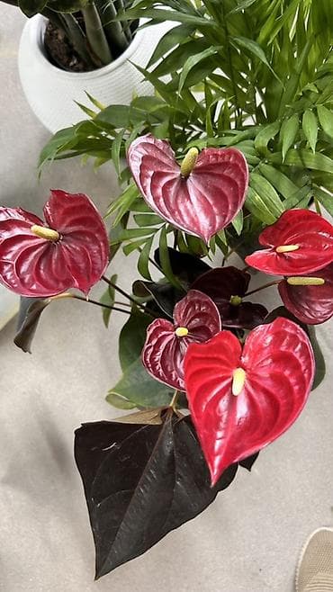 Бөлмө өсүмдүктөрү: Антуриум (Anthurium) с темно-бордовыми, почти черными сердцевидными — 1