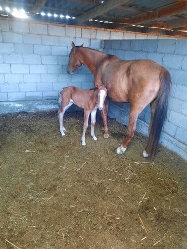 латок для кошки: Продаю | Жеребенок | Полукровка | Для разведения | Племенные — 6