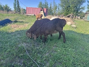 сколько стоят шотландские кошки: Продаю | Овца (самка), Ягненок, Баран (самец) | Арашан | Для разведения | Матка, Ярка, Ягнившаяся — 9