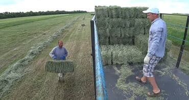 Куплю | Другие с/х животные