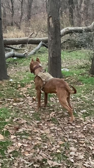 подарки для мальчиков: Питбуль, 1 год, Самец, С прививкой — 3