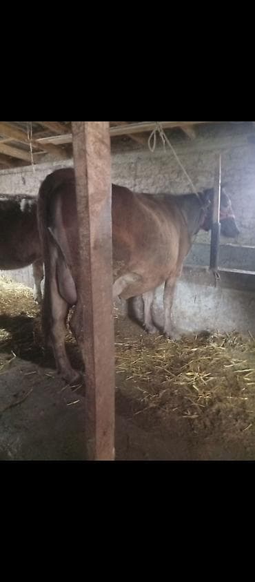 тай абакан: Продаю | Корова (самка) | Для молока | Привязанные — 3