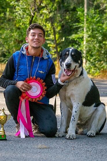 Иттер: Алабай, 4 айлык, Эркек, Ит тегин тастыктоочу документ — 10