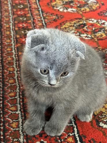 голая кошка сфинкс цена: Скотиш Фолд (Шотландская вислоухая), 1 месяц, Девочка, Голубой, Приучена к лотку — 1