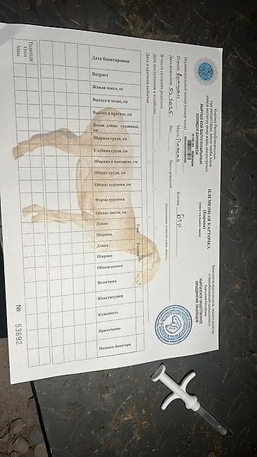 аксессуары для животных: Продаю | Баран (самец) | Для разведения | Племенные — 5