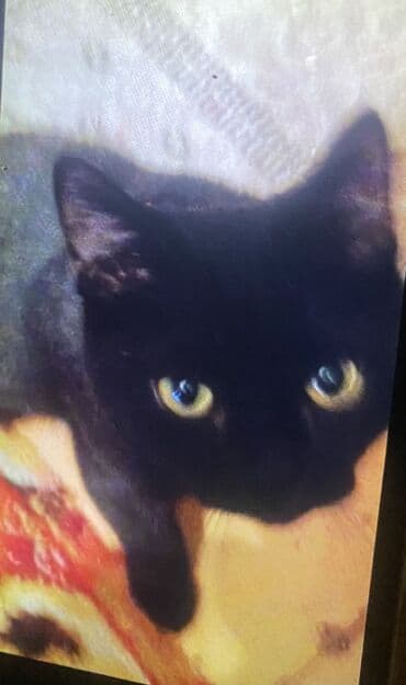 отдам котенка в добрые руки: 3 месяца, Мальчик, Приучена к лотку — 1