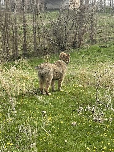 чёрная овчарка: Алабай, 3 месяца, Самец — 3