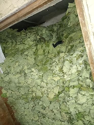 Хозтовары: Веники для бани из дуба оптом - Плотные дубовые веники, связка на — 5
