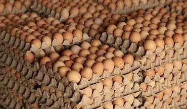 Продукты питания: Яйцо куриное оптом от производителя С0, С1 со склада в Москве — 1