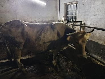 скот коровы: Продаю | Корова (самка) | Для разведения | Привязанные — 2